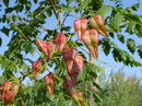 چینی
